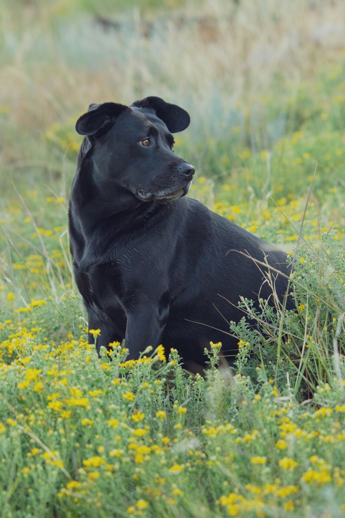 キャンプ場でリードにつながれた愛犬