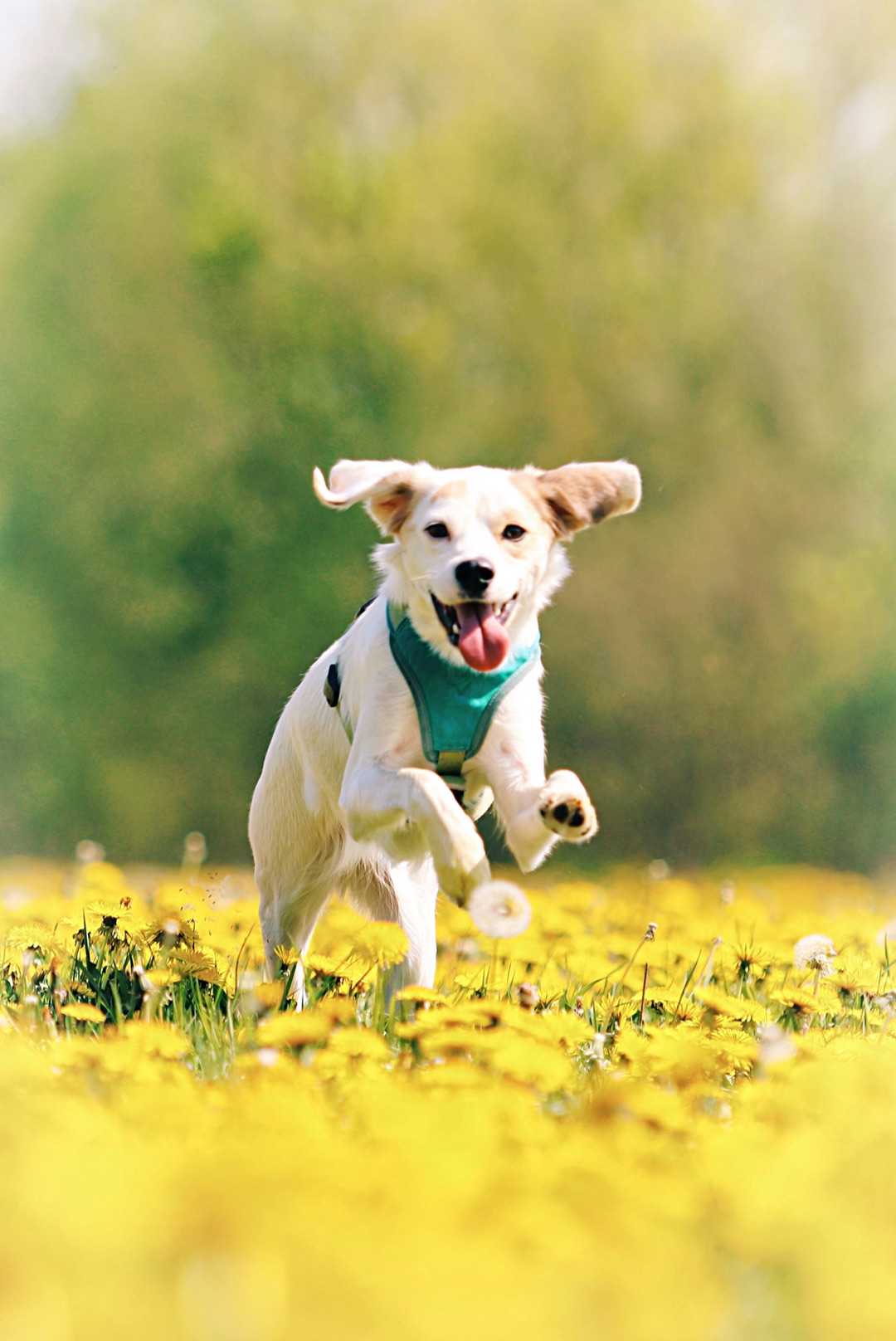 ドッグランで遊ぶ愛犬のイメージ