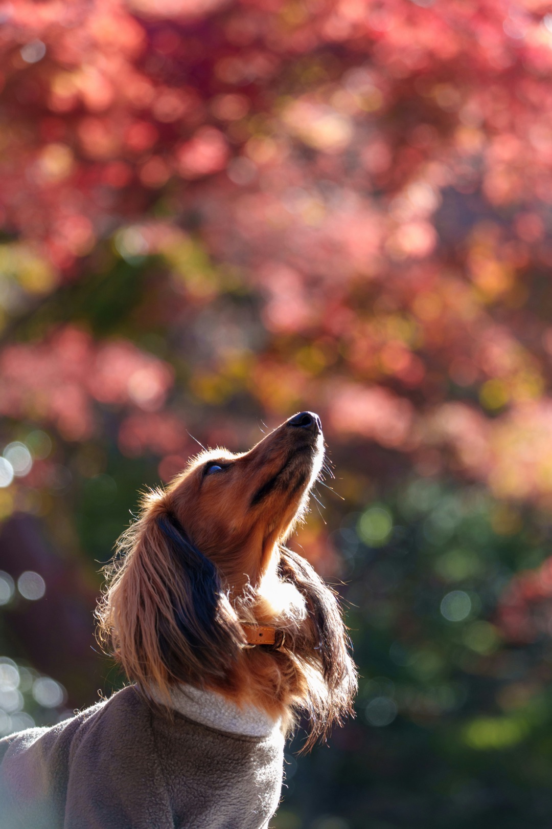 走り回る愛犬のイメージ
