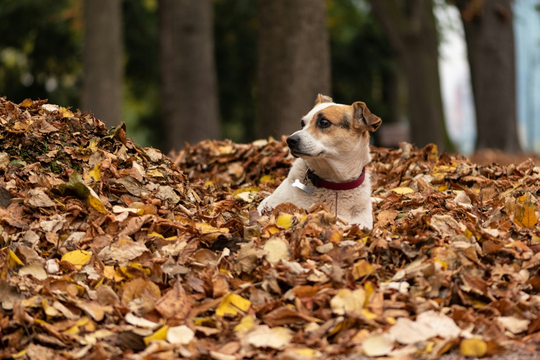 秋の公園を散歩する愛犬のイメージ