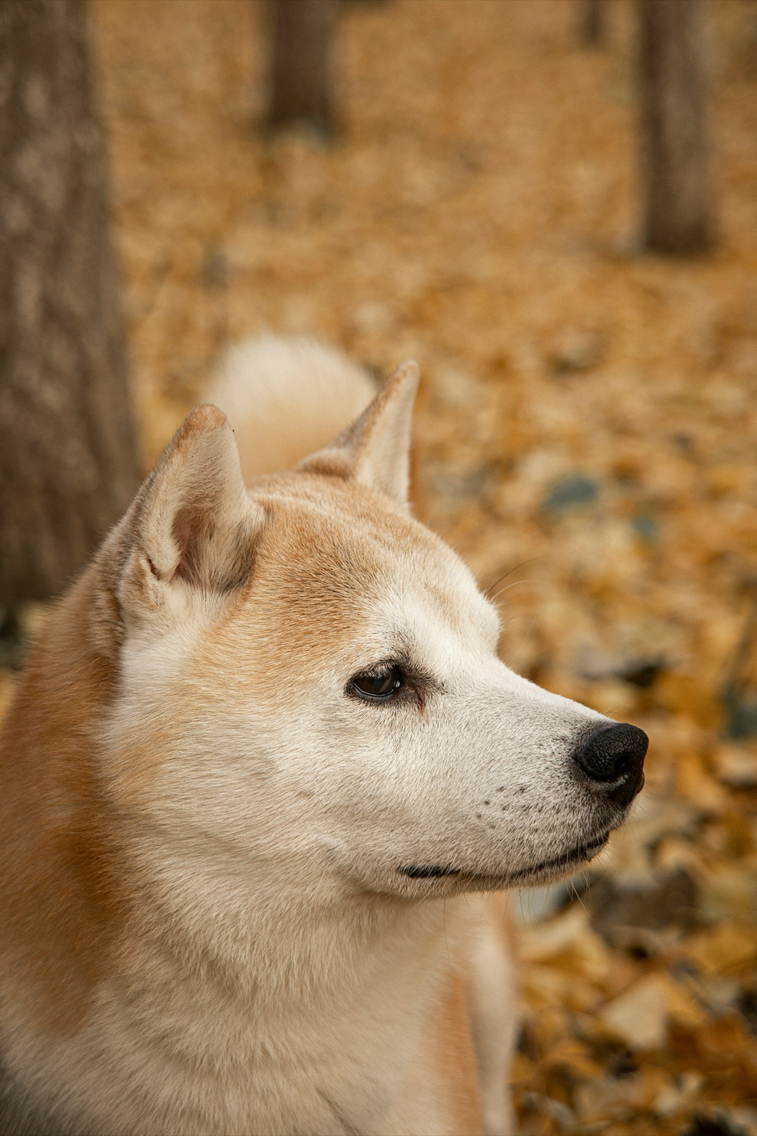 外で遊ぶ愛犬のイメージ