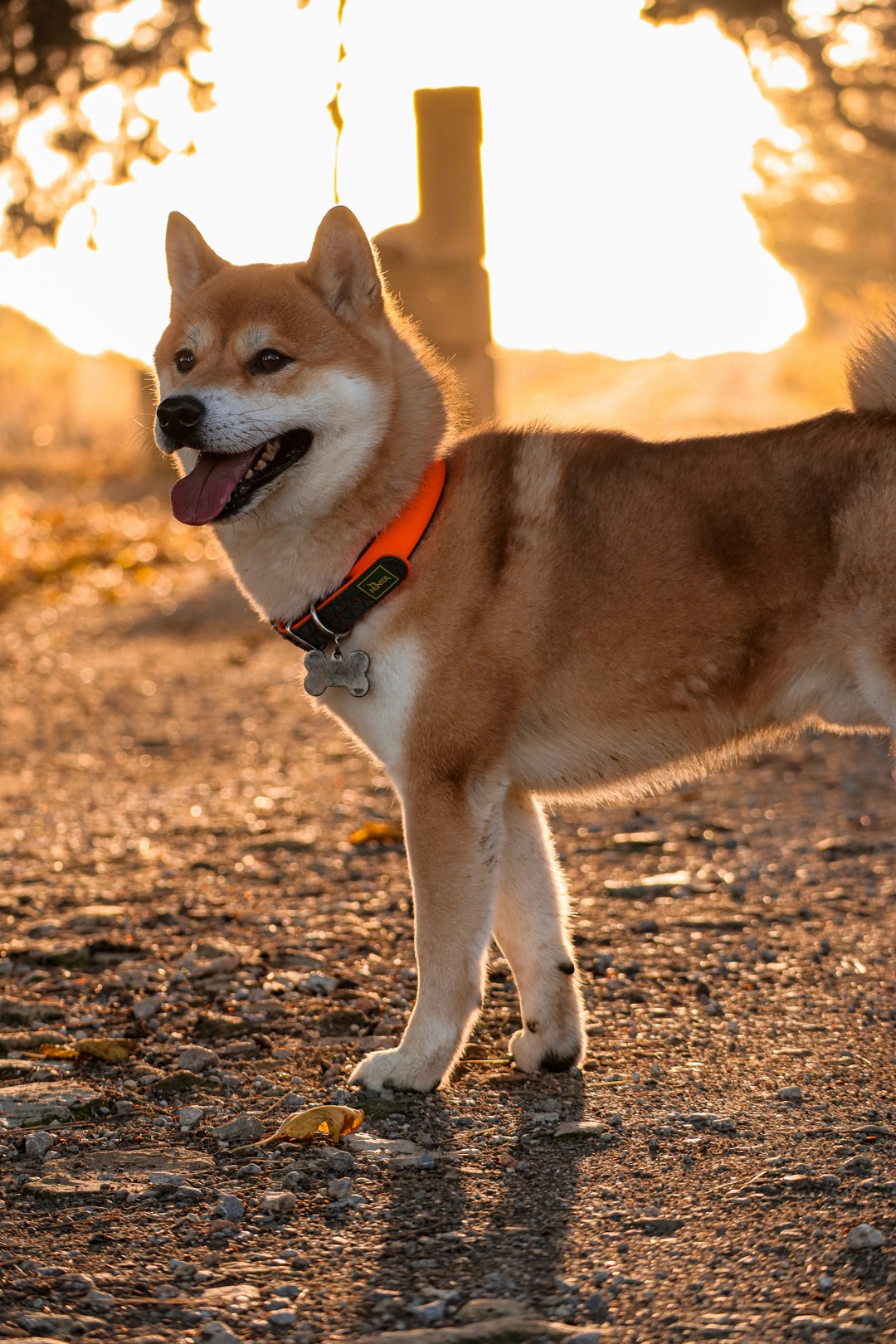 GPS首輪をつけた愛犬のイメージ