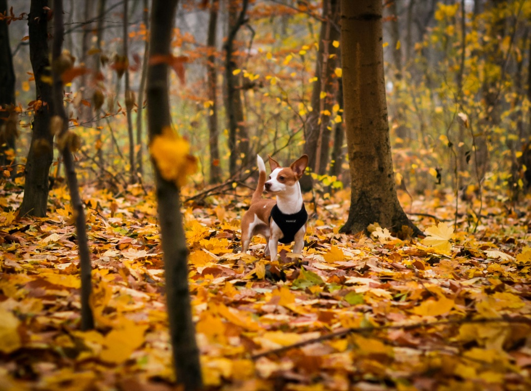 愛犬の秋の散歩は危険がいっぱい！