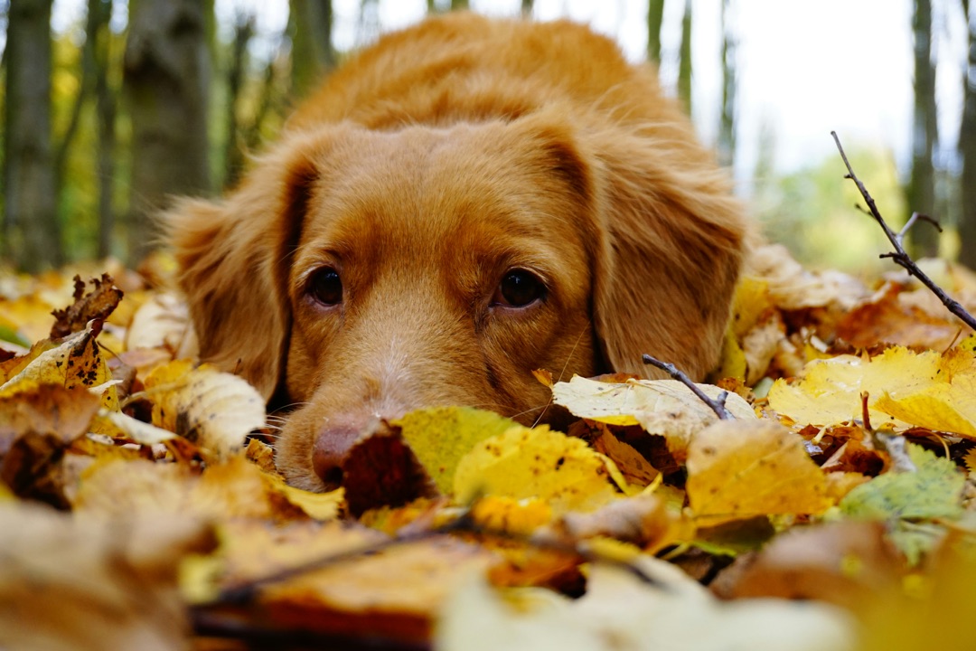 秋の落ち葉の中を散歩する愛犬
