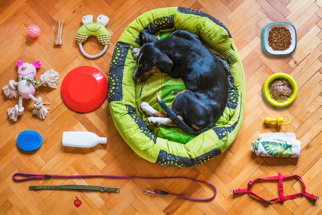 キャンプの準備をする愛犬のイメージ