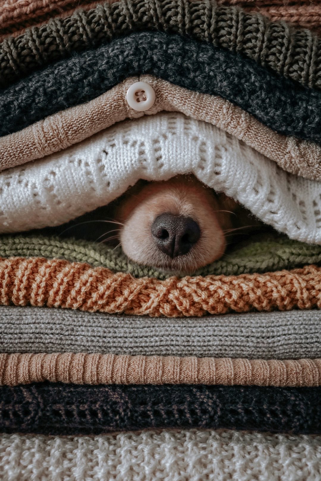 秋のキャンプ場で過ごす愛犬のイメージ