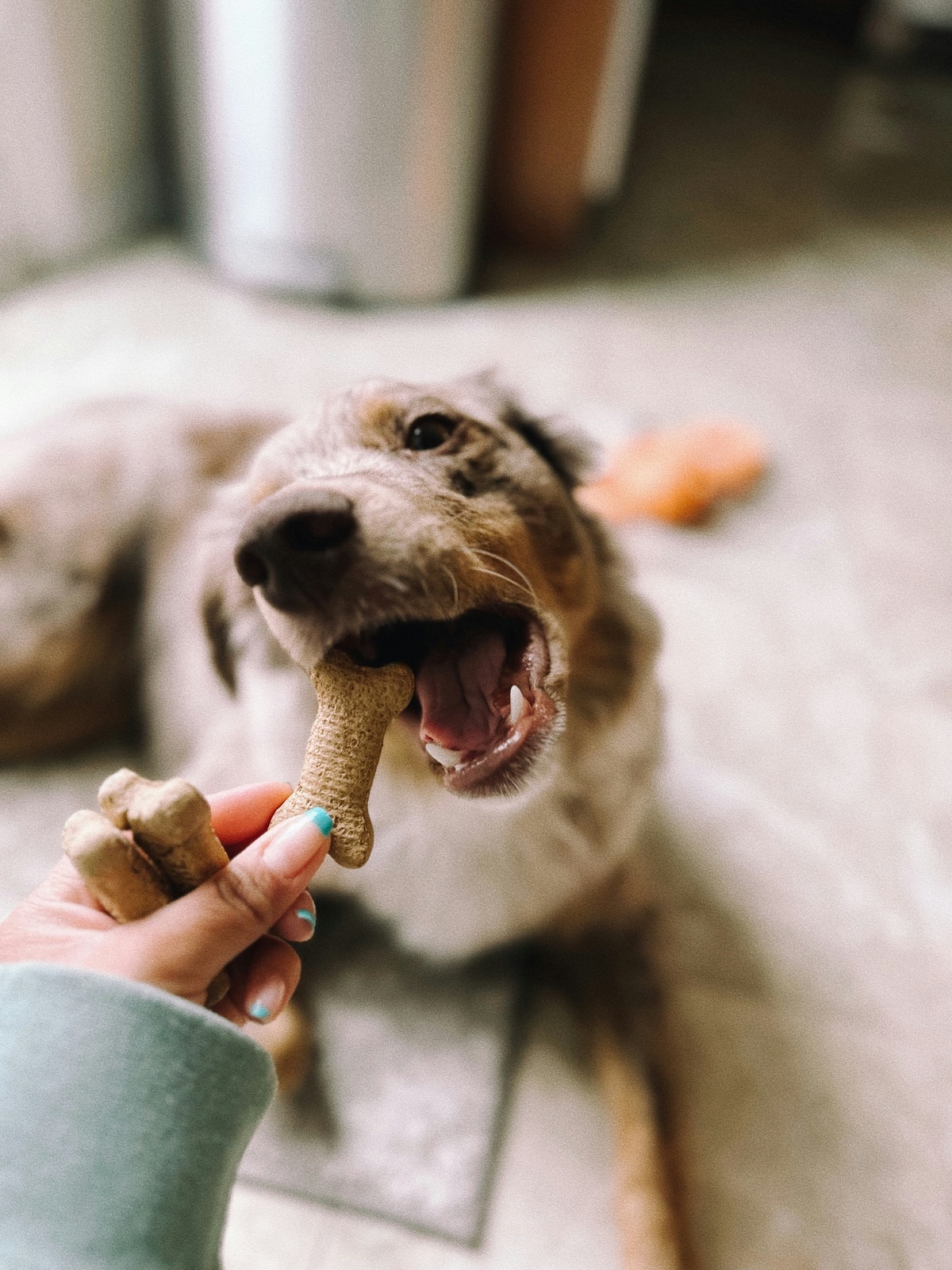 歯の健康が大切な愛犬のイメージ