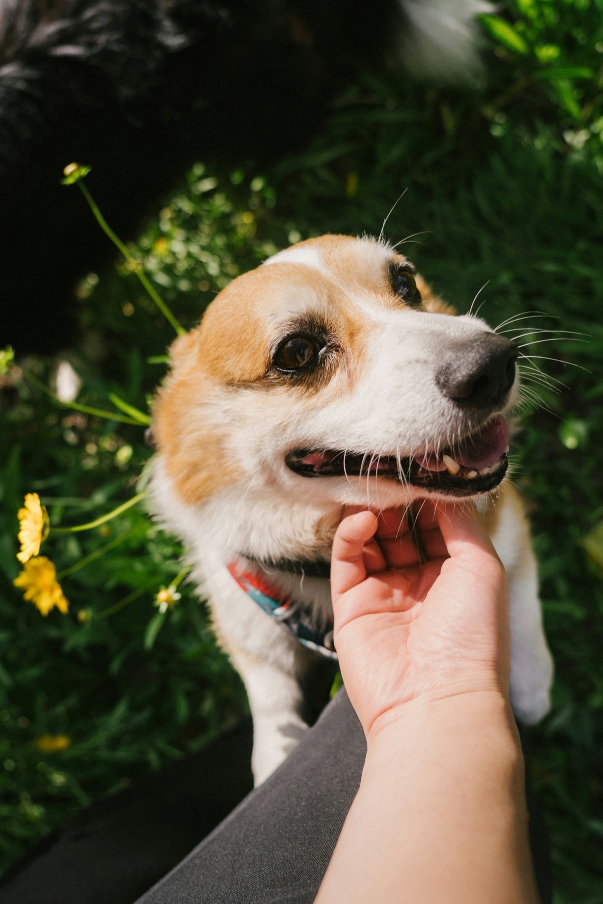 飼い主と一緒にリラックスする愛犬のイメージ