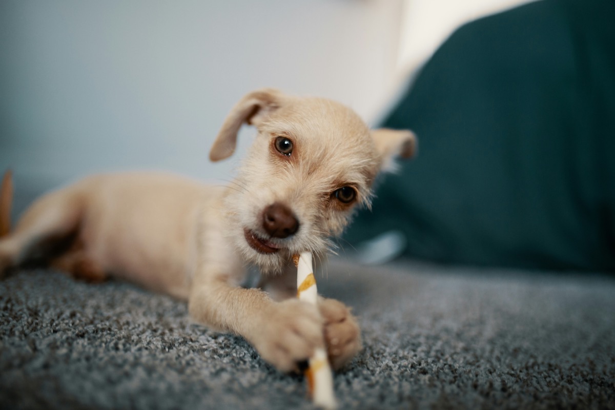 笑顔の愛犬と飼い主のイメージ