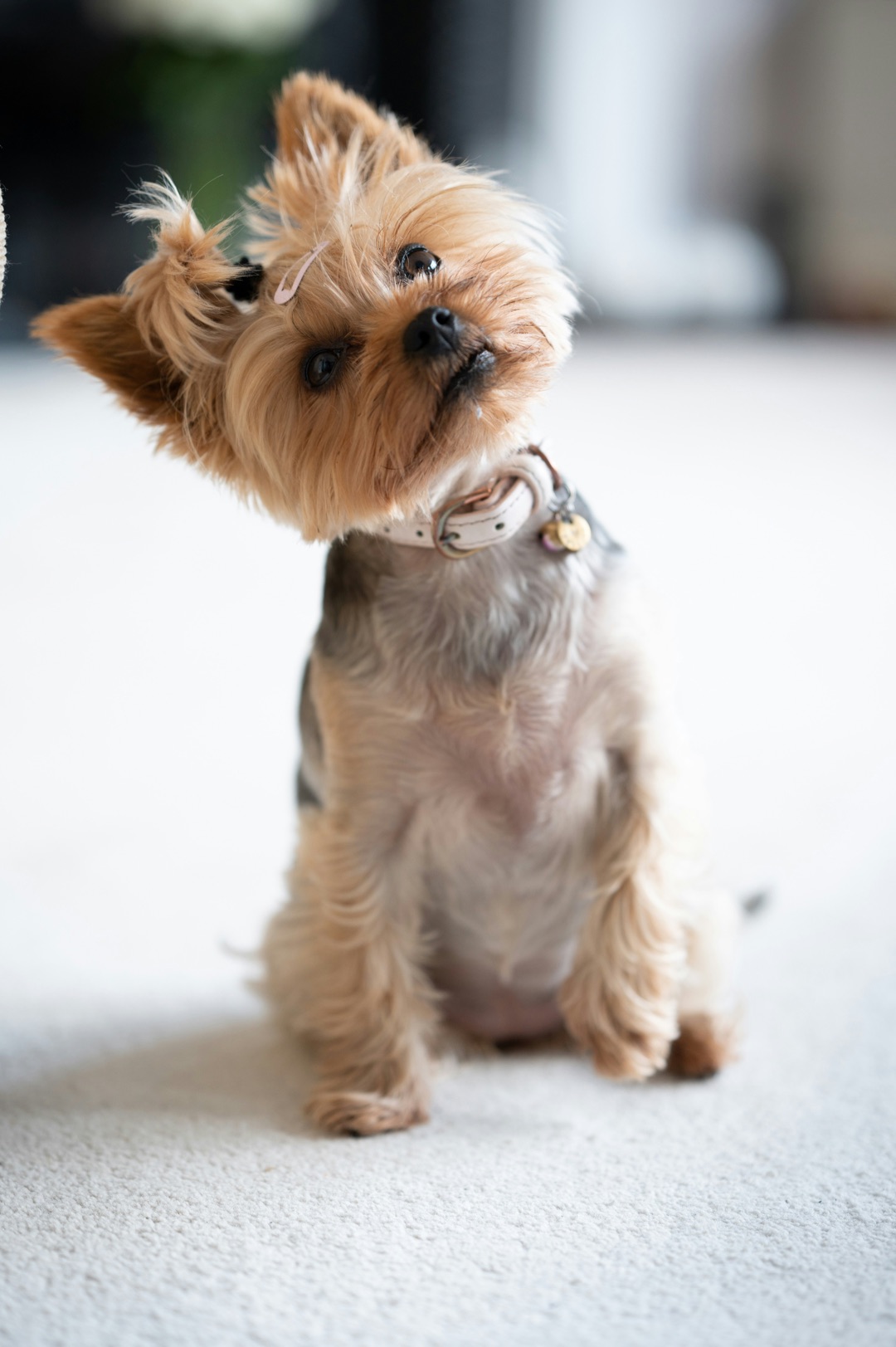 首をかしげる愛犬のイメージ