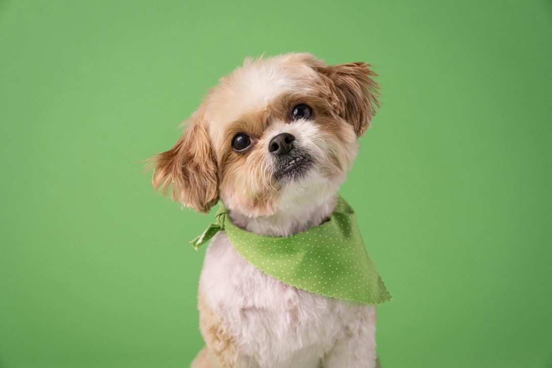飼い主を見つめて首をかしげる愛犬のイメージ