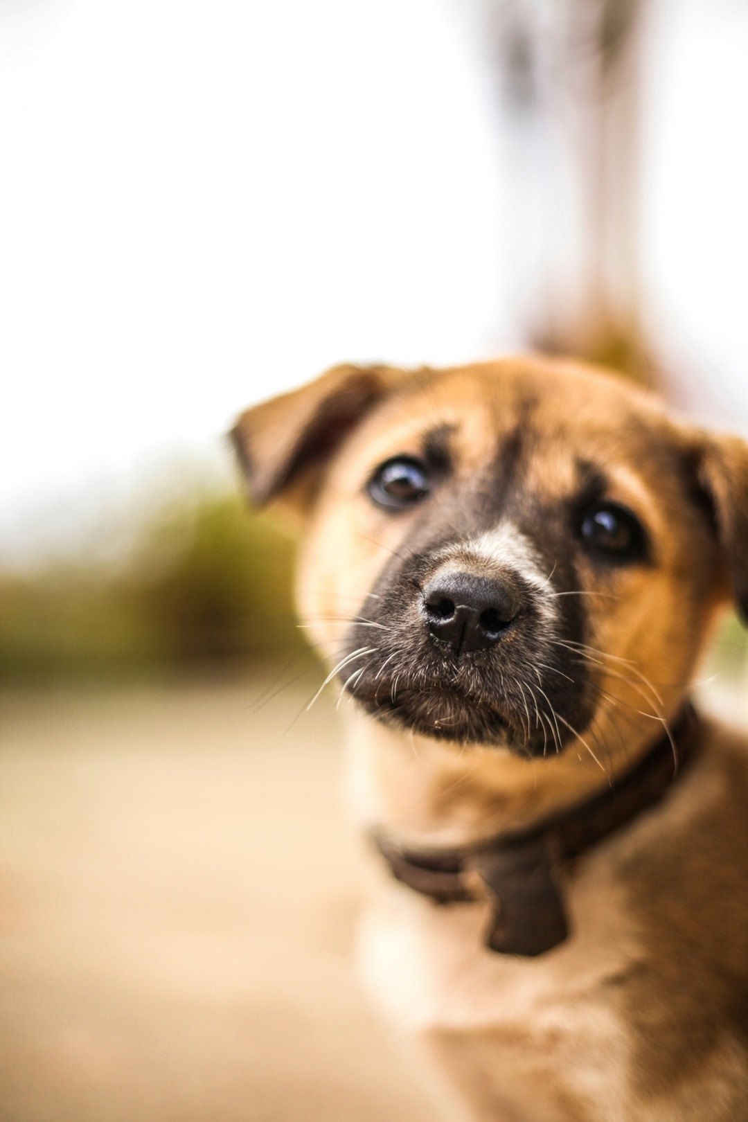 体調が気になる愛犬のイメージ