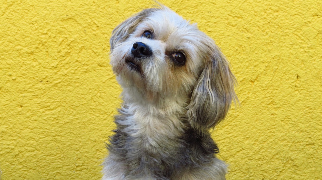 飼い主と信頼関係を築く愛犬のイメージ