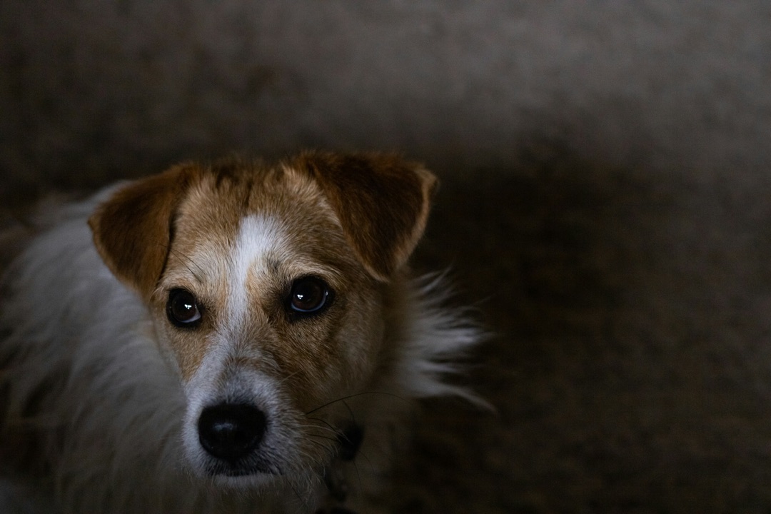 迷子になった愛犬を探すイメージ