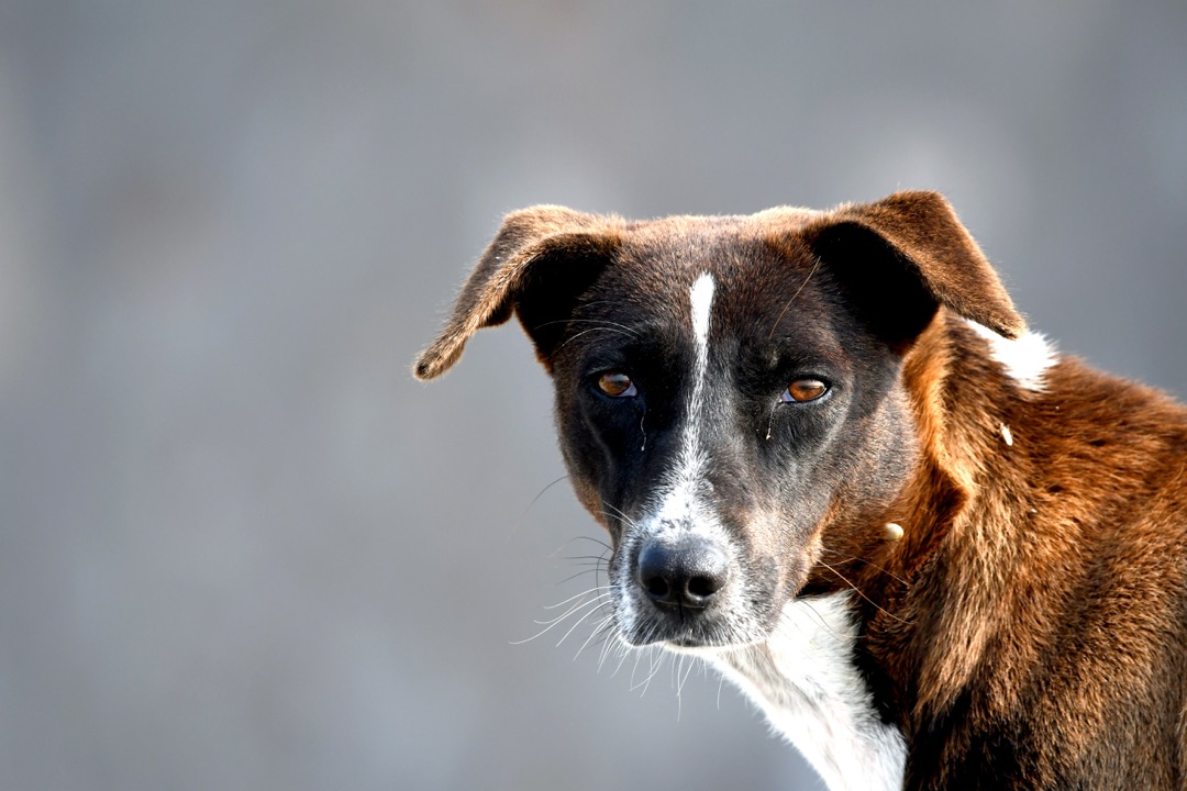 公園で愛犬を探すイメージ