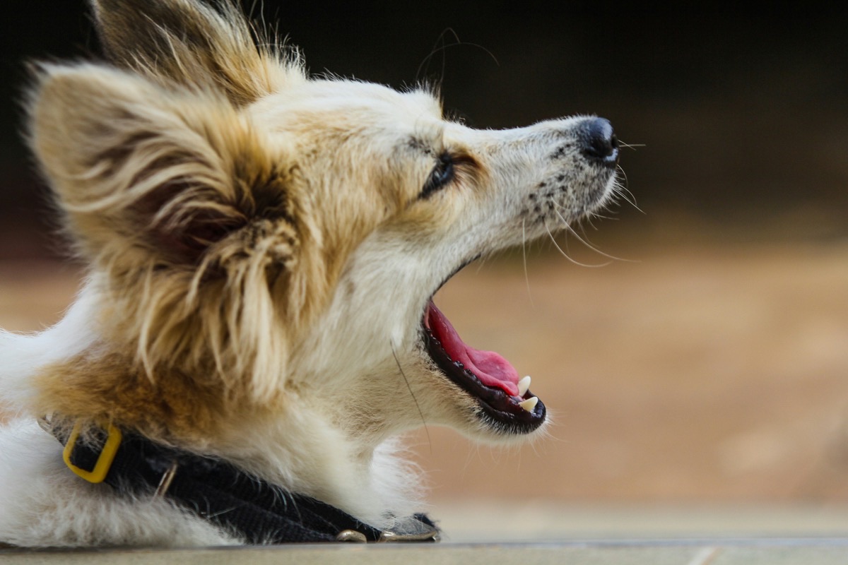 吠えている愛犬のイメージ