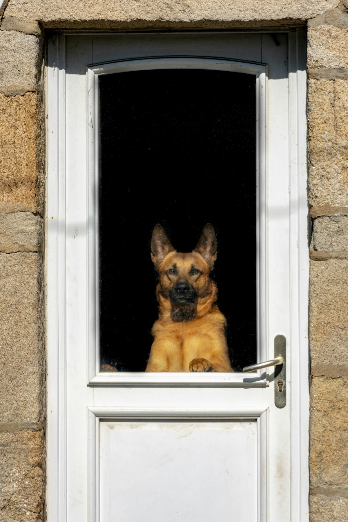 窓の外を見つめる愛犬のイメージ