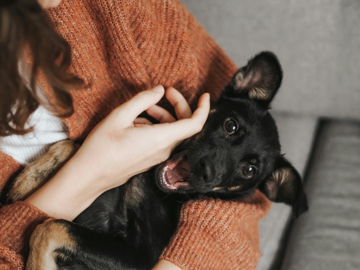 飼い主とトレーニングする愛犬のイメージ