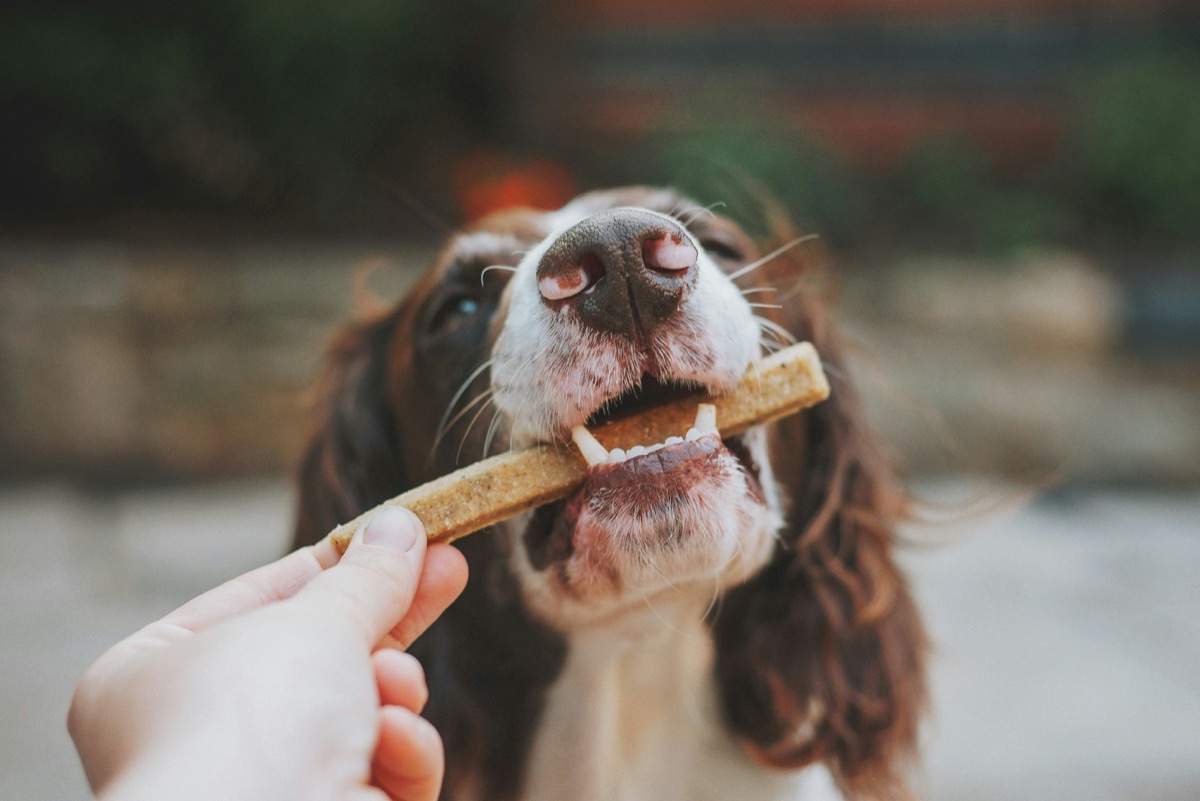 愛犬との信頼関係のイメージ