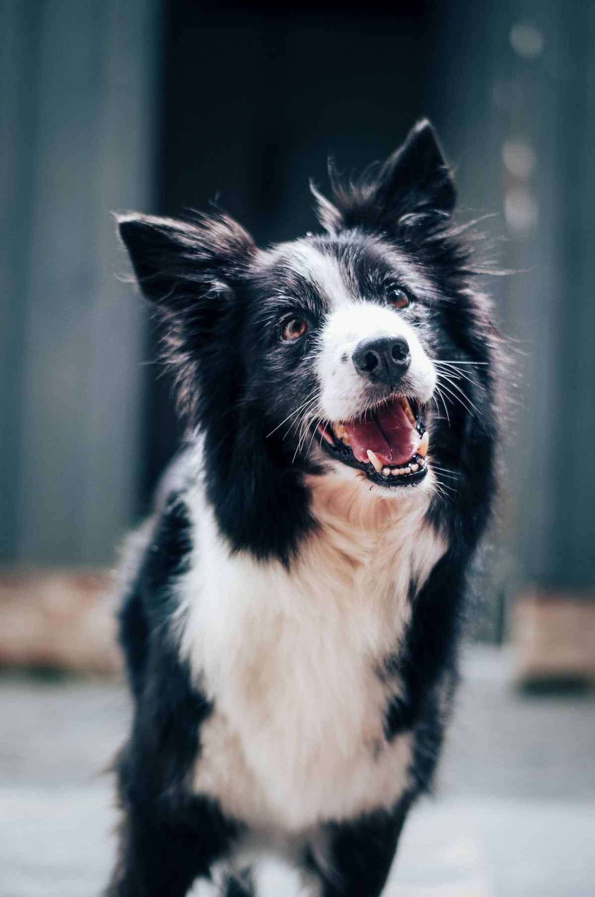 飼い主と幸せそうな愛犬のイメージ