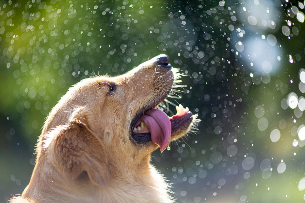 海辺で水遊びを楽しむ愛犬