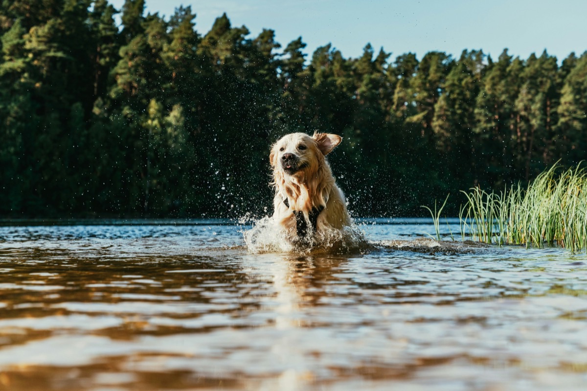水辺で遊ぶ愛犬