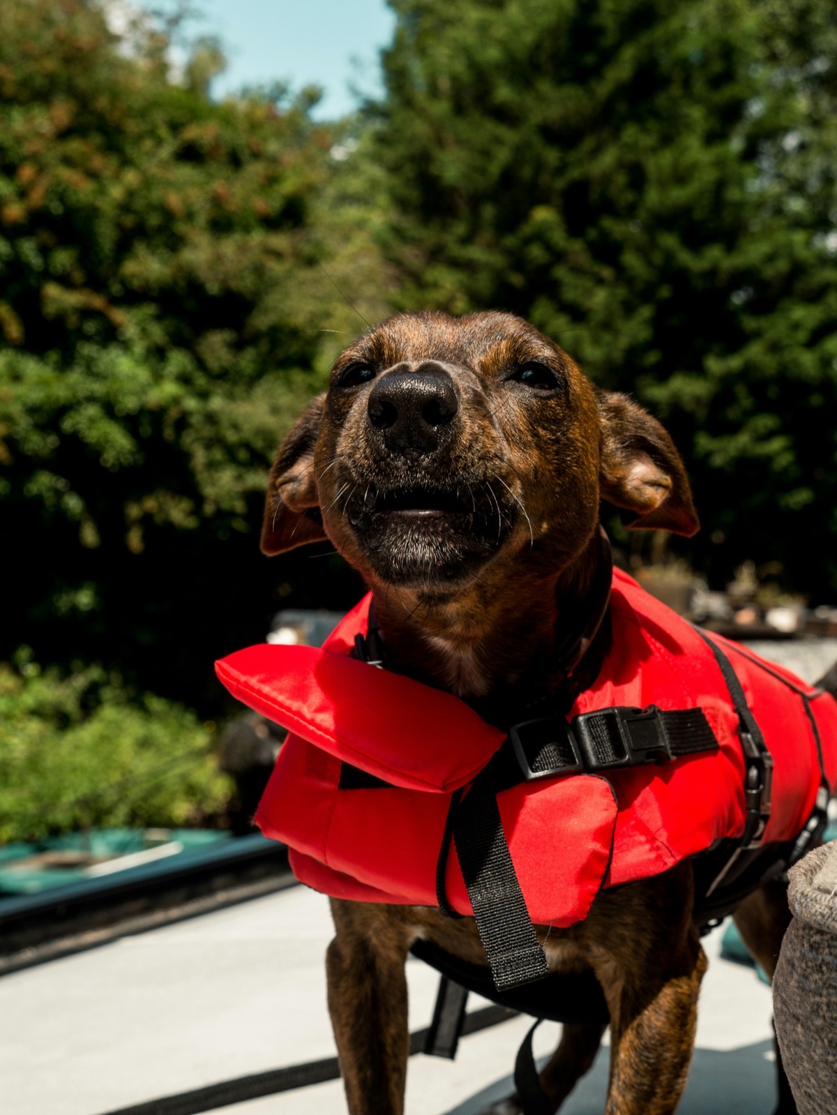 水辺を散歩する愛犬と飼い主