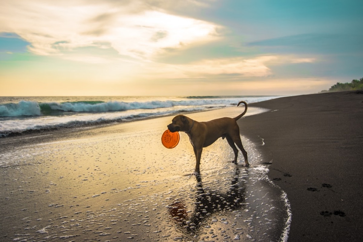 海辺でフリスビーをくわえて走る愛犬