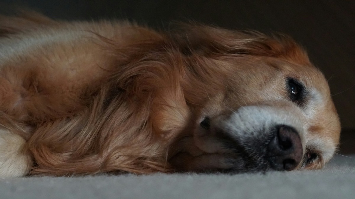 暑さの中で横たわって休む愛犬