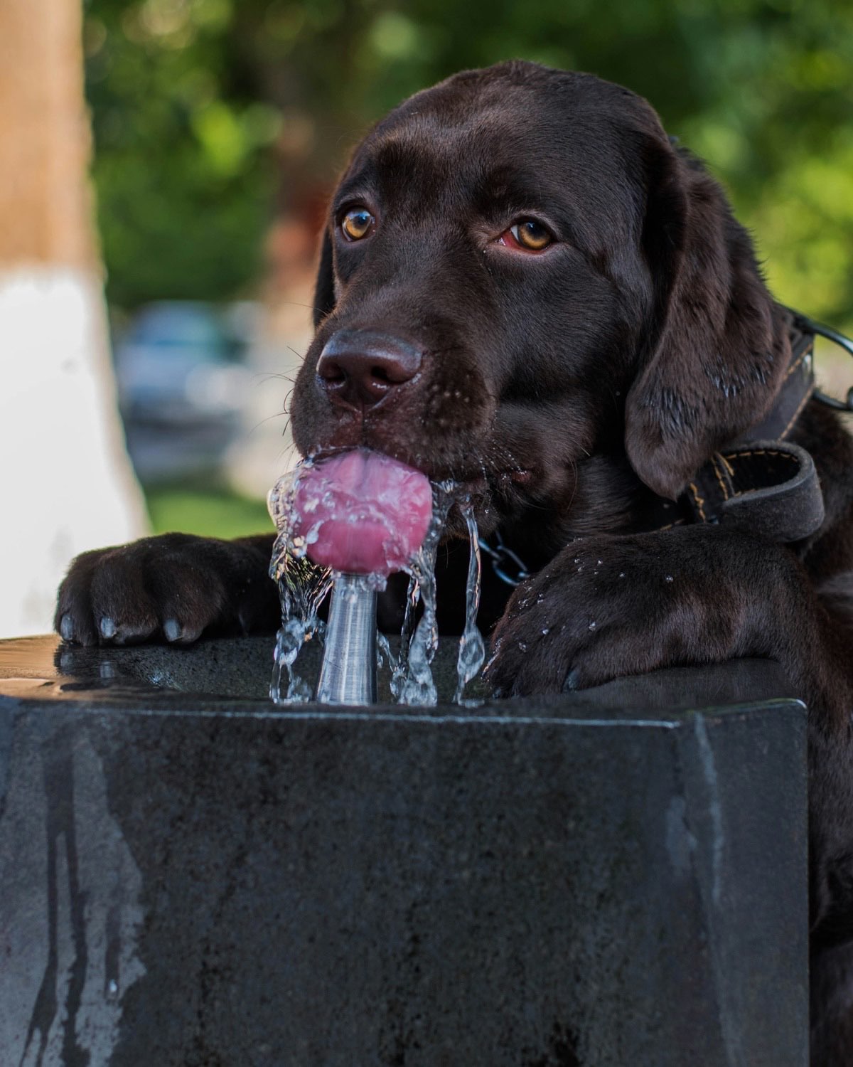 水辺で楽しそうに過ごす愛犬