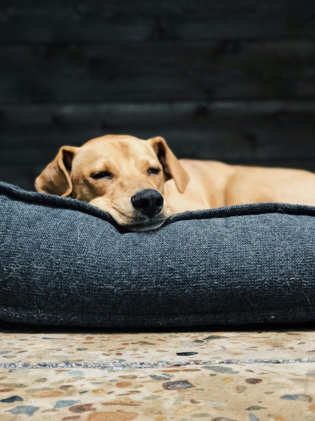 気持ちよさそうに眠る愛犬のイメージ