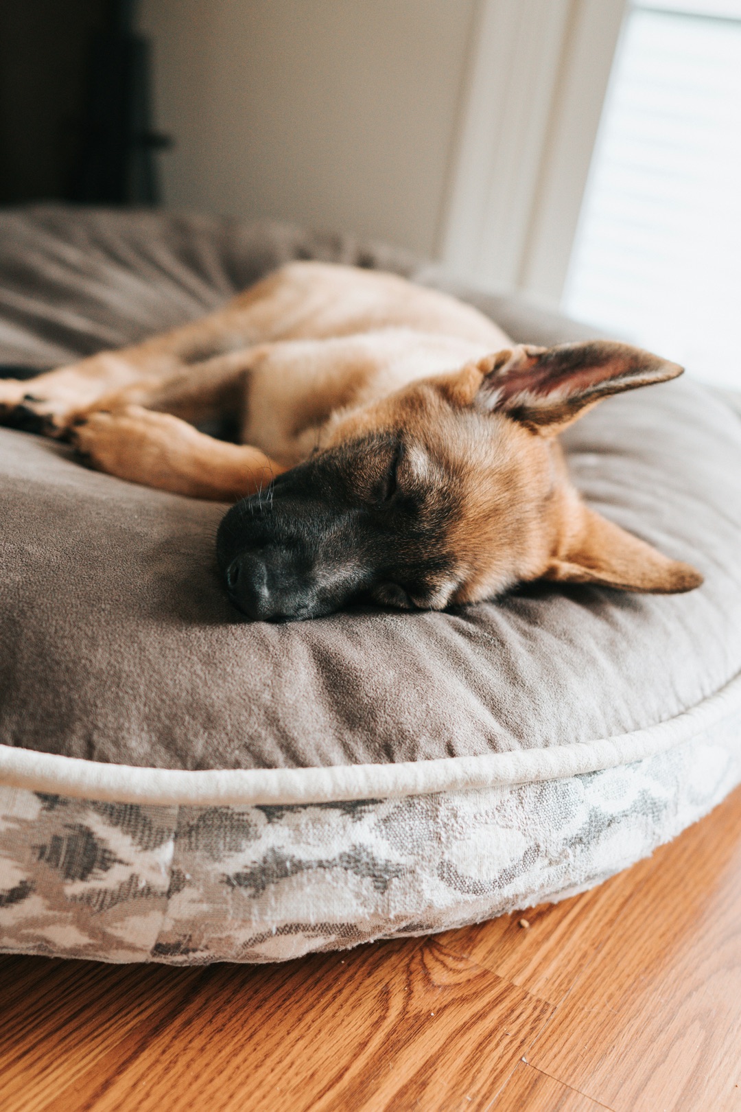 リラックスした様子の愛犬のイメージ