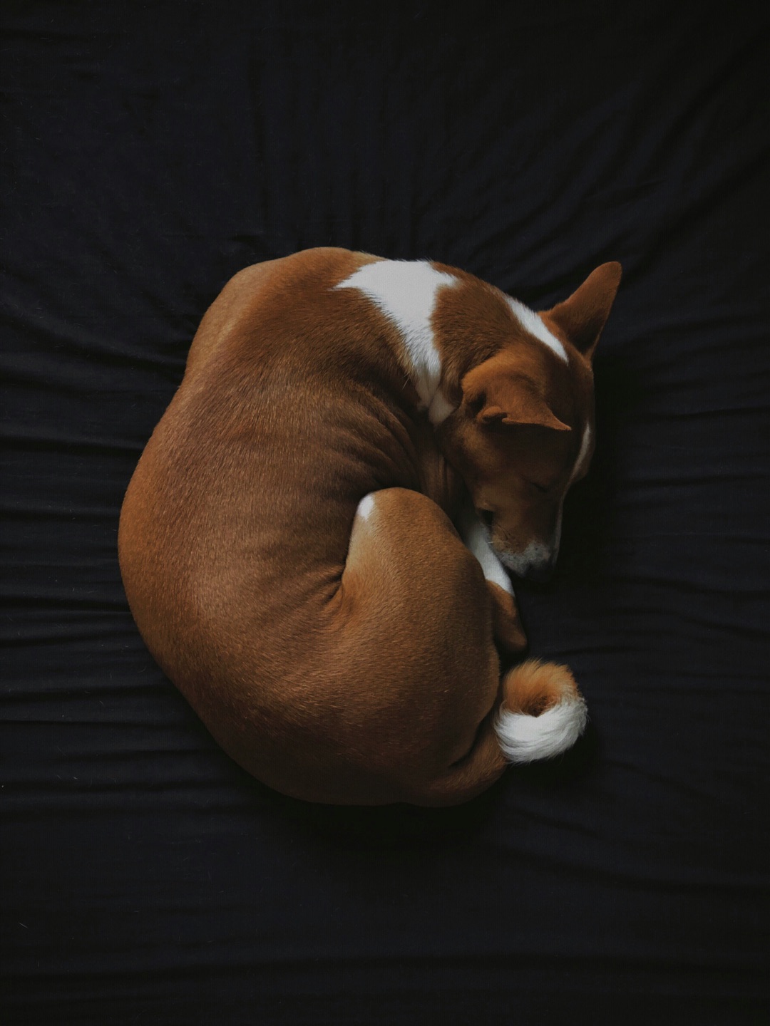 丸まって眠る愛犬のイメージ