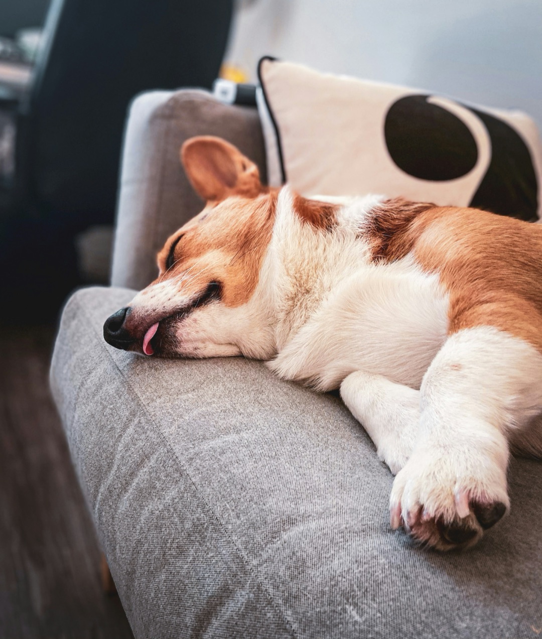 横向きに眠る愛犬のイメージ