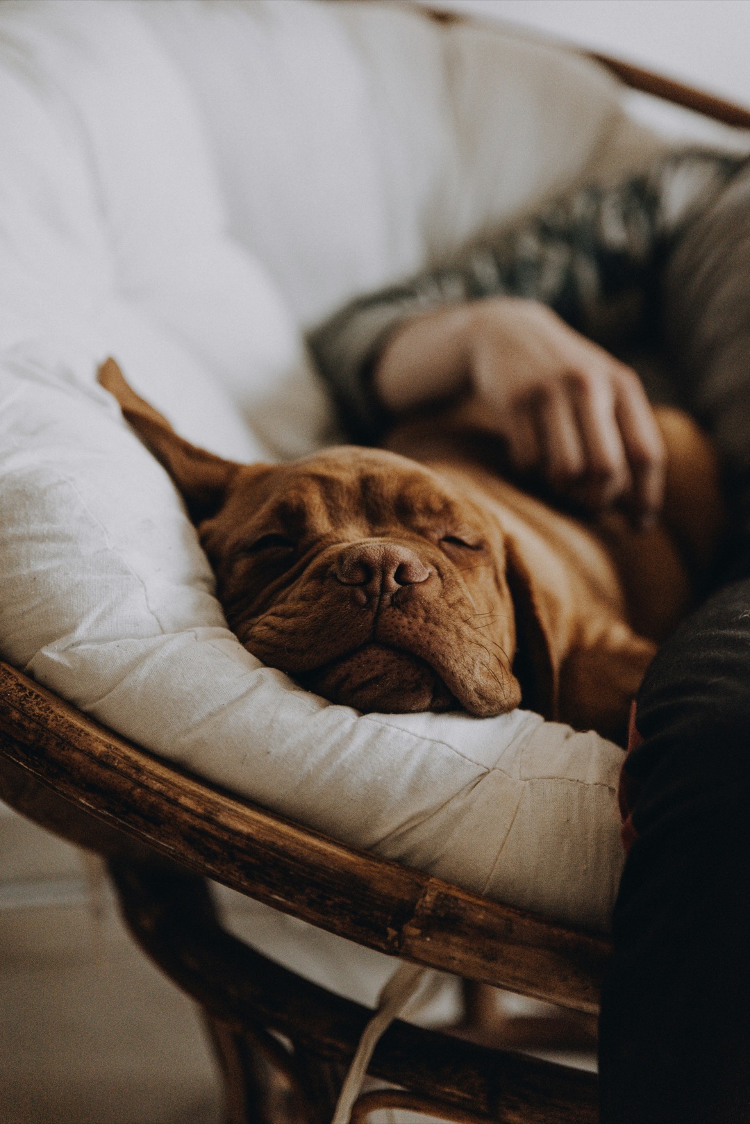 飼い主にくっついて眠る愛犬のイメージ