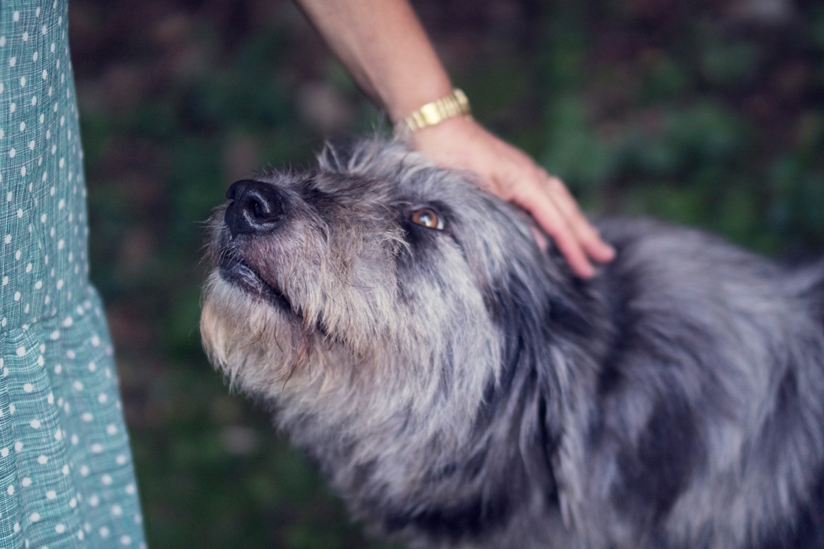 動物病院で健診を受ける愛犬