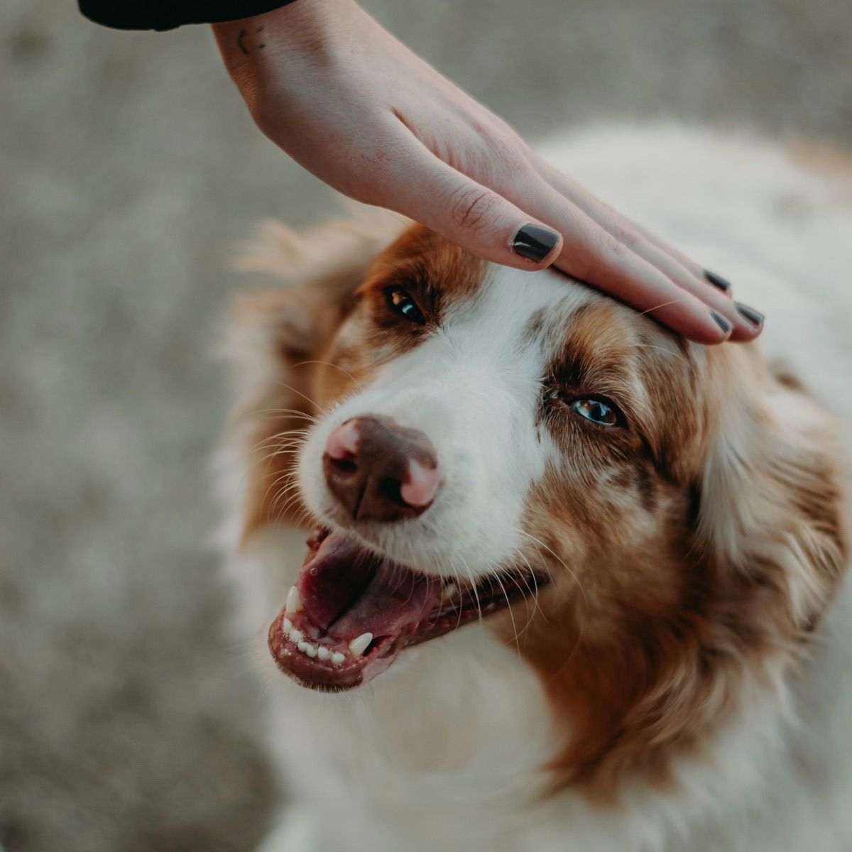 ベッドでくつろぐシニア犬