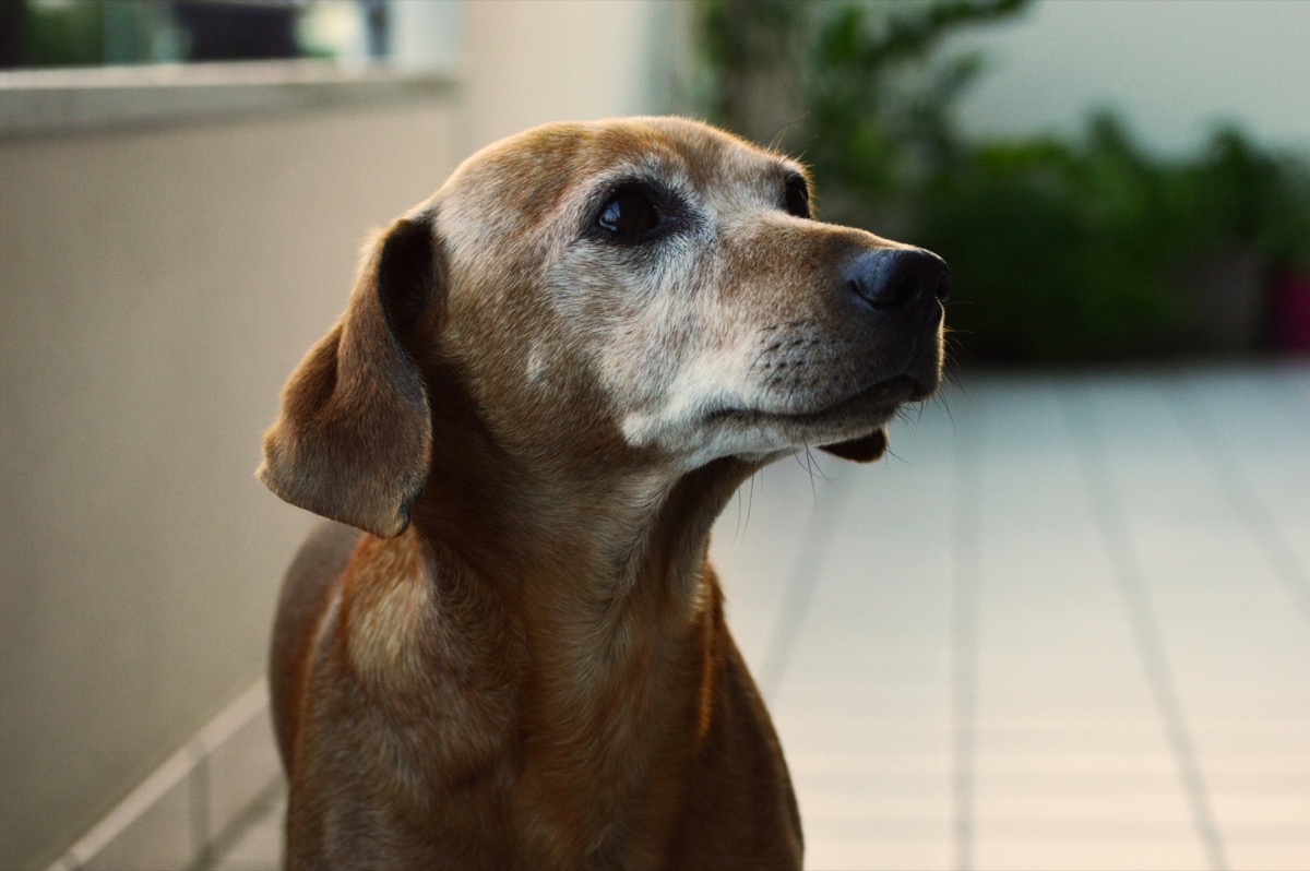 穏やかな表情のシニア犬