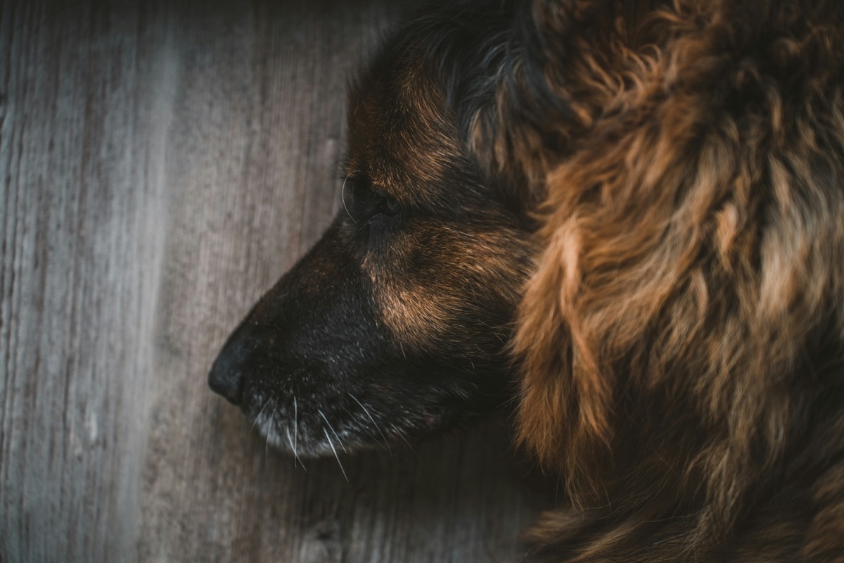 穏やかに過ごすシニア犬