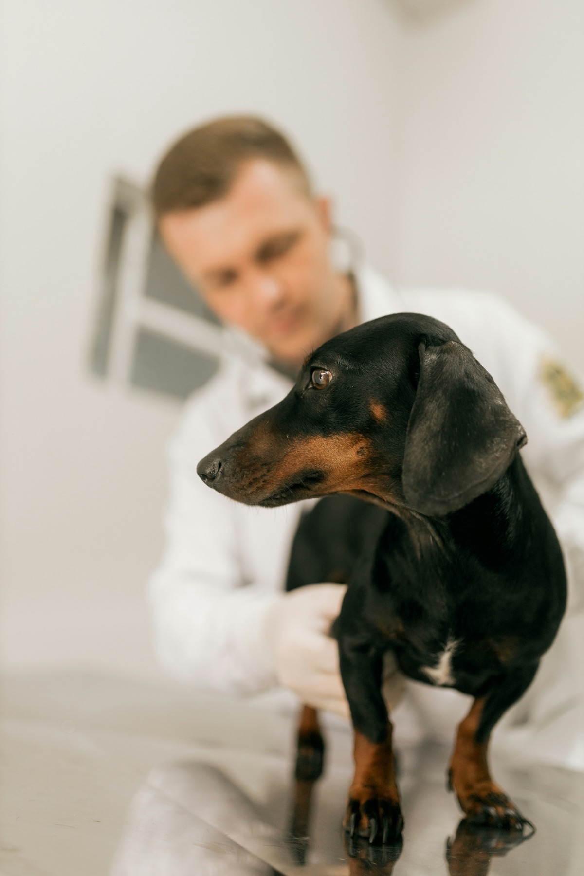 飼い主と散歩を楽しむ愛犬