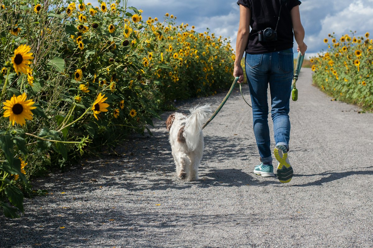 リードで散歩する愛犬と飼い主