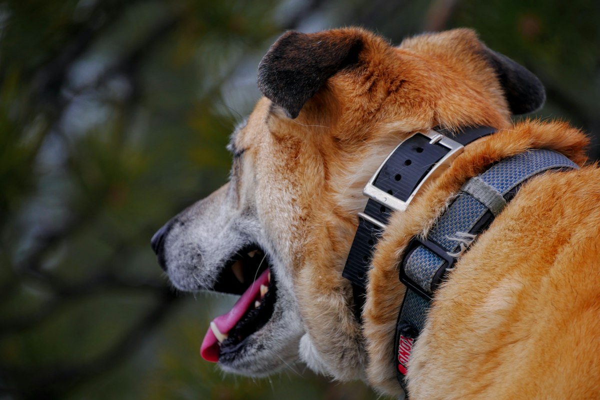 ハーネスを装着した愛犬