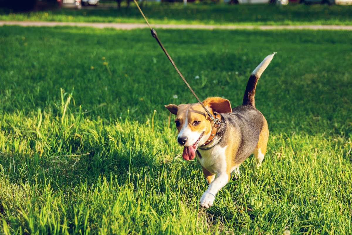 公園で散歩する愛犬