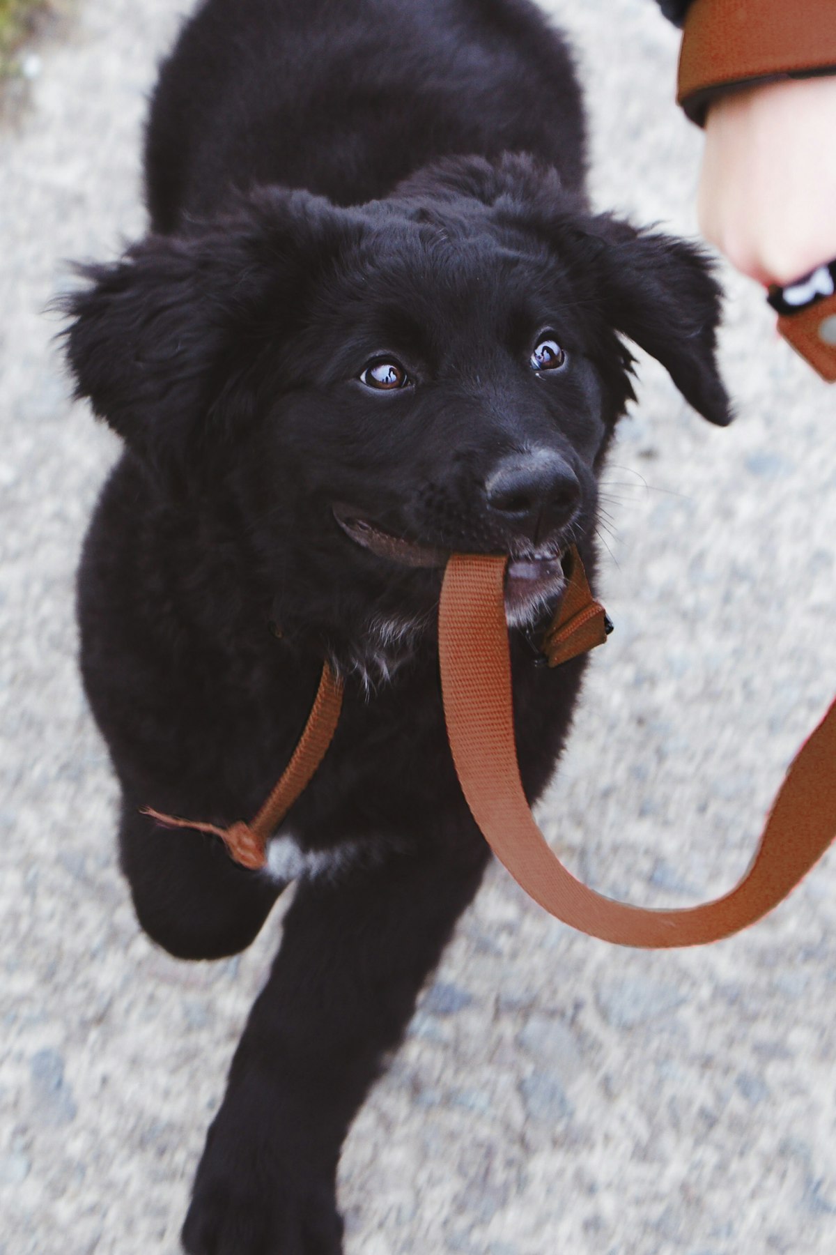 リードトレーニング中の子犬