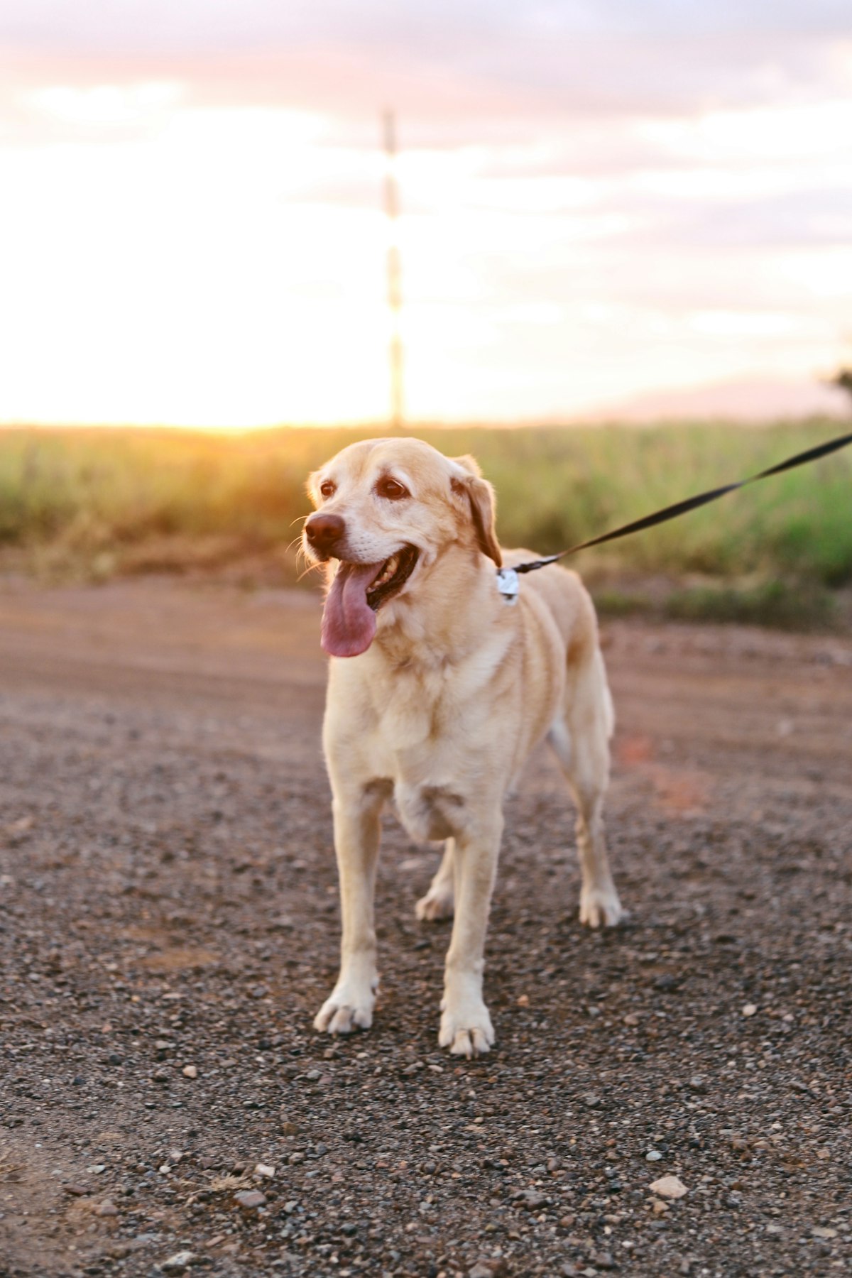 夕暮れの散歩をする愛犬