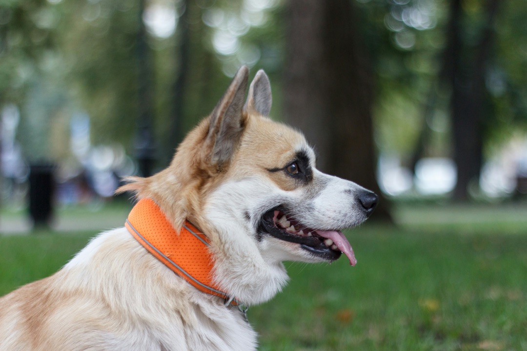 飼い主と散歩する愛犬