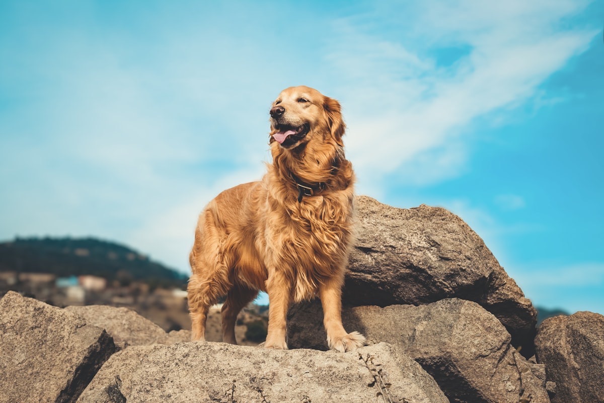 しっぽを振る愛犬