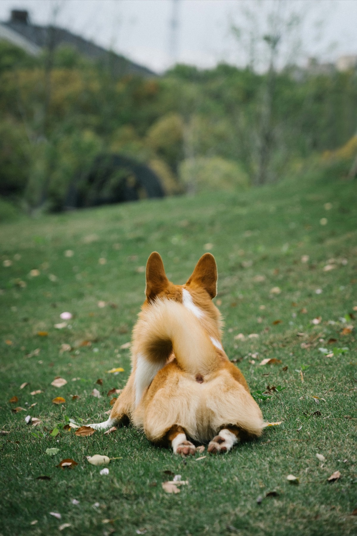 遊ぶ愛犬