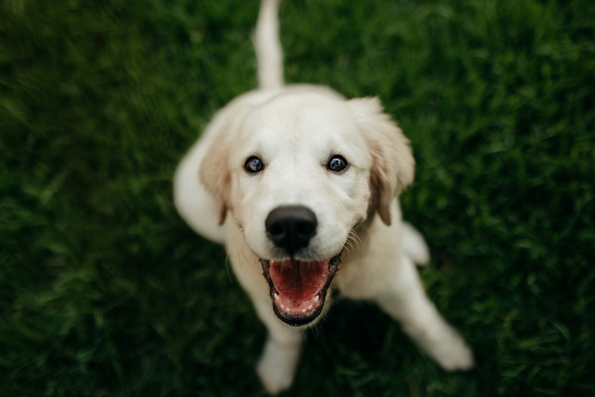愛犬と飼い主