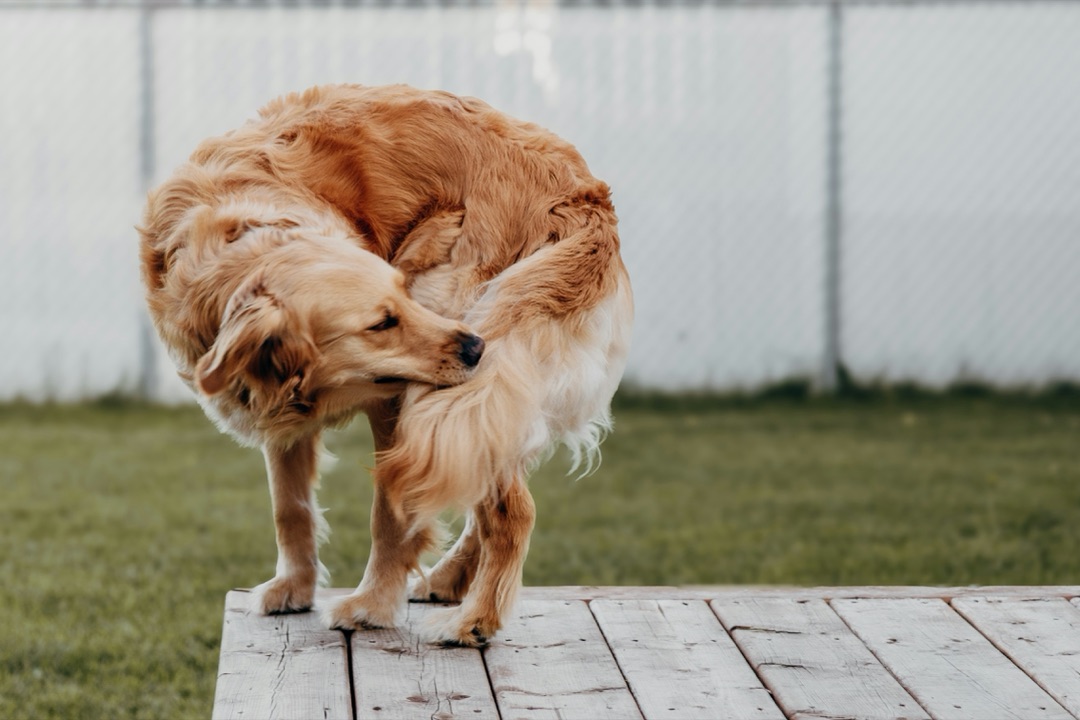 遊ぶ愛犬のイメージ